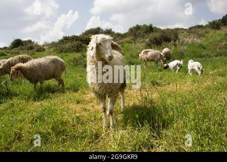 Un grande gregge di pecore che pascolano liberamente in un prato verde. Fotografato sul Monte Carmelo, Israele Foto Stock