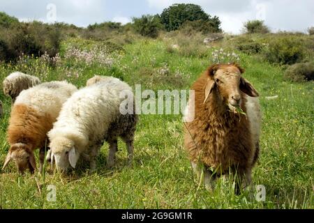 Un grande gregge di pecore che pascolano liberamente in un prato verde. Fotografato sul Monte Carmelo, Israele Foto Stock