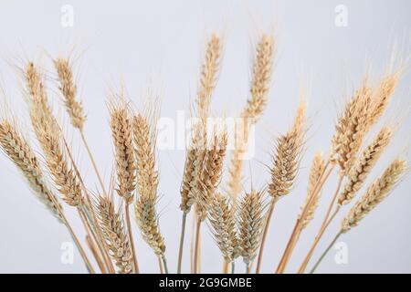 Spokelet di grano essiccato mature isolati su sfondo bianco. Foto Stock