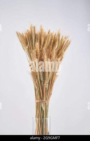 Vaso verticale in vetro di grano essiccato. Foto Stock