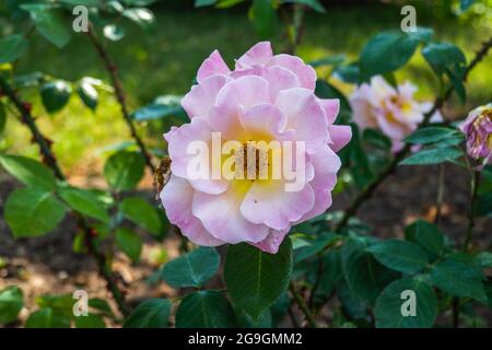 Fiore di rosa sullo sfondo Blurry Rose rosa fiore nel Giardino delle rose Foto Stock