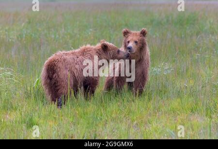 I cuccioli dell'orso bruno costiero giocano in un prato, Silver Salmon Creek, Lake Clark National Park and Preserve, Alaska Foto Stock