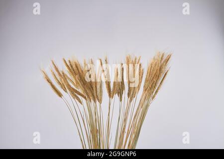 Bouquet da primo piano di piombi di grano dorato su sfondo bianco. Foto Stock