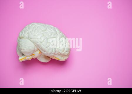 Foto della vista del cervello umano da un lato Foto Stock