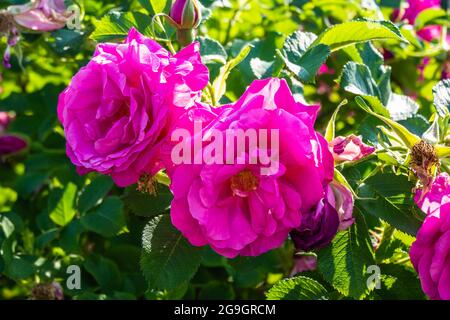 Rosa brillante Crimson Knockout Rose in un piccolo giardino Foto Stock