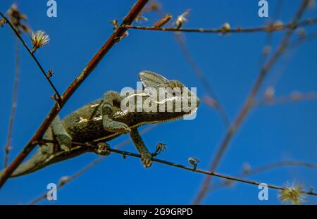 Camaleonte velato (Camaeleo calyptratus) ritratto. Originario della penisola araba in Yemen e Arabia Saudita. Altri nomi comuni includono il cono-testa cha Foto Stock