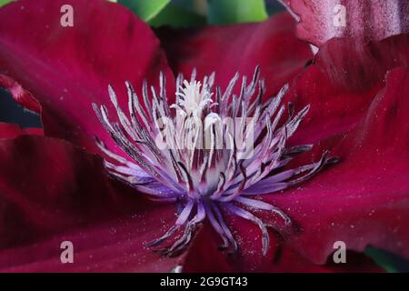 Die Makro-Aufnahme zeigt beeindruckende details der Clematis-Blüte (klematis, Waldrebe) Foto Stock