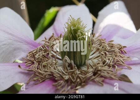 Die Makro-Aufnahme zeigt beeindruckende details der Clematis-Blüte (klematis, Waldrebe) Foto Stock