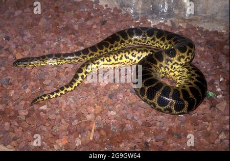 L'anaconda gialla (Eunectes notaeus), conosciuta anche come l'anaconda del Paraguay, è una specie di boa endemica del Sud America. È uno dei Foto Stock