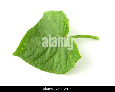 Foglia di cetriolo verde isolata su sfondo bianco. Foto Stock