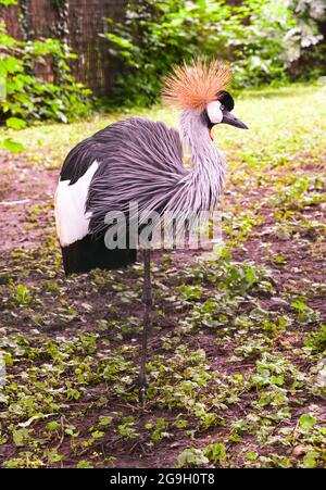 Gru con corona grigia (Baleari regulorum) in piedi Foto Stock