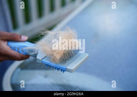 I capelli pelati del gattino di Cat dopo aver spazzolato o pettinato da vicino Foto Stock