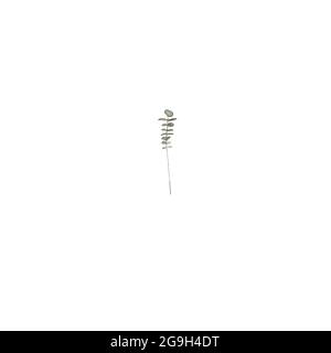 Rami di eucalipto, elemento di disegno, spazio di copia, composizione di tipo acquerello Erbe per carte Foto Stock