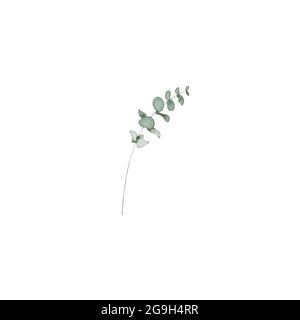 Rami di eucalipto, elemento di disegno, spazio di copia, composizione di tipo acquerello Erbe per carte Foto Stock