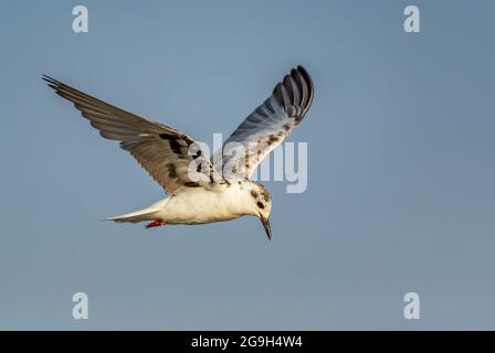 Tern Nera alata bianca - Clidonias leucopterus, piccola terna dai mari del mondo e dalle acque fresche, lago Ziway, Etiopia. Foto Stock