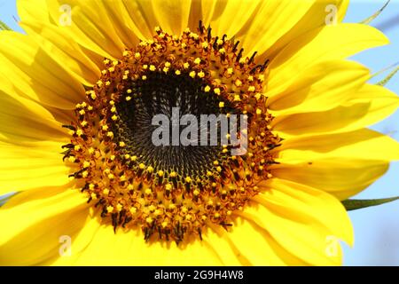 primo piano fotografia di una testa di girasole aperta (helianthus) Foto Stock