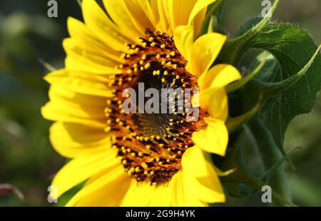 primo piano fotografia di una testa di girasole aperta (helianthus) Foto Stock