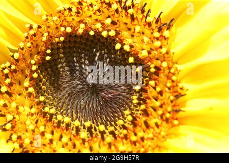 primo piano fotografia di una testa di girasole aperta (helianthus) Foto Stock