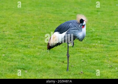 Gru Gru Gonata grigia, Balearia regolorum, bell'uccello Foto Stock