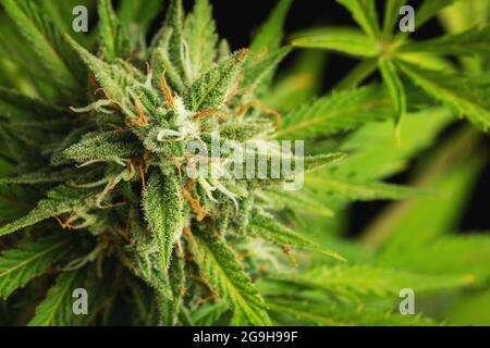 Le gemme di cannabis si avvicinano su uno sfondo scuro. Un cespuglio di marijuana maturo Foto Stock