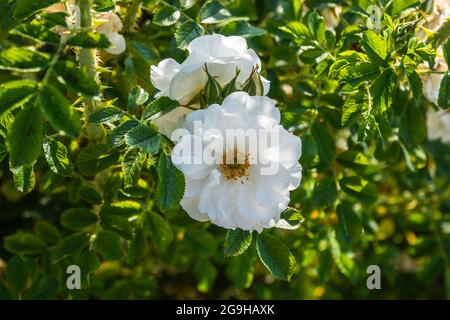 Bel Bush di Rose bianche in un giardino estivo Foto Stock