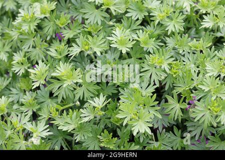 Pink sanguinoso Cranesbill, geranium sanguineum varietà Canon miglia, foglie con alcuni sfocati intorno ai bordi. Foto Stock