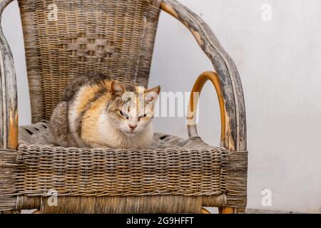 La principessa egea gatto è seduta sul suo trono. Gattino domestico colorato riposarsi su poltrona di vimini godendo la calda giornata estiva all'isola di Paros, Nao Foto Stock