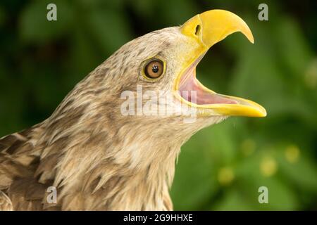 Aquila di mare eurasiatica chiamata Haliaetus albicilla aquila dalla coda bianca con becco aperto Foto Stock