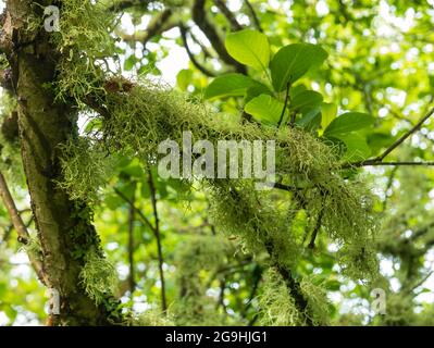 Licheni che crescono su un albero, St Mary's, Isles of Scilly, Cornovaglia, Inghilterra, REGNO UNITO. Foto Stock