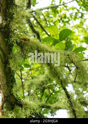 Licheni che crescono su un albero, St Mary's, Isles of Scilly, Cornovaglia, Inghilterra, REGNO UNITO. Foto Stock