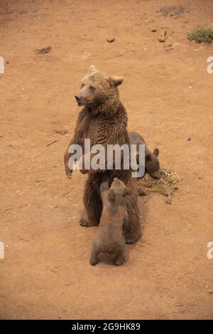 Mama Bear che cammina con i suoi cuccioli Foto Stock