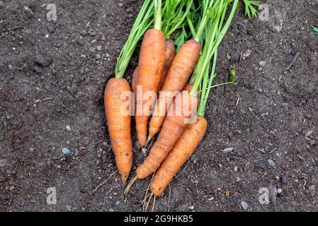 Carote 'Resistafly' appena raccolte da un lotto vegetale. Inghilterra, Regno Unito. Foto Stock