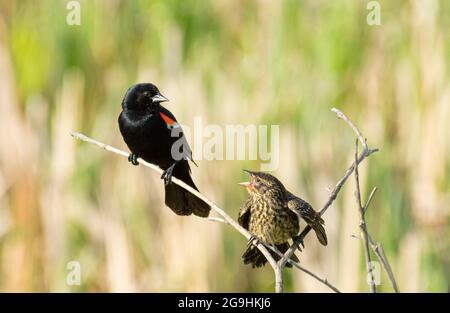 Un nascente uccello nero alato rosso, Agelaius phoeniceus, che implorava cibo dal suo genitore maschile, Alberta centrale, Canada. Foto Stock