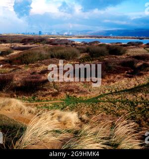 Istituito sistema di dune e dune slacks, Kenfig National Nature Reserve, Porthcawl, Galles del Sud. Foto Stock