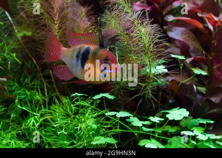 Il cichlid di ariete, Mikrogeophagus ramirezi Foto Stock