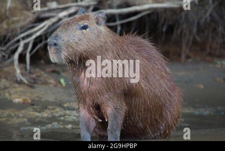 Dirigiti verso il ritratto di Capybara (Hydrochoerus hydrochaeris) che si erge sulla riva del fiume Pampas del Yacuma, Bolivia. Foto Stock