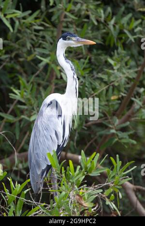 Primo piano ritratto di Cocoi Heron (Ardea cocoi) in piedi eretto nell'albero Pampas del Yacuma, Bolivia. Foto Stock