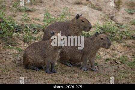 Gruppo familiare di Capybara (Hydrochoerus hydrochaeris) che si erge sulla riva del fiume Pampas del Yacuma, Bolivia. Foto Stock