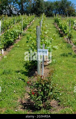 Conservatorio di vecchi vigneti di Saint-Pourçain ai piedi del castello di Chareil-Cintrat, dipartimento Allier, Auvergne Rodano Alpi, Francia, Europa Foto Stock