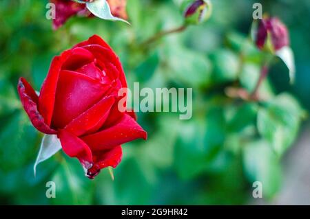 il germoglio appassito di un giardino rosso è aumentato con rugiada sui petali contro Foto Stock