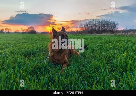 Grande bellissimo cane da pastore tedesco giace su erba verde in un campo al tramonto Foto Stock