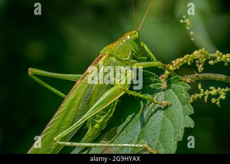 Grande cespuglio verde-cricket (Tettigonia viridissima) femmina adulto / imago su ortica comune / ortica pungente (Urtica dioica) in prato in estate Foto Stock