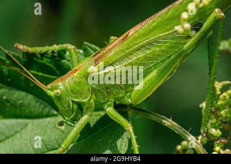 Grande cespuglio verde-cricket (Tettigonia viridissima) femmina adulto / imago su ortica comune / ortica pungente (Urtica dioica) in prato in estate Foto Stock