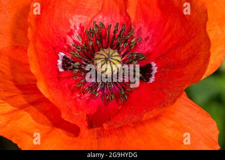 Papavero comune / papavero di mais / papavero di campo / papavero delle Fiandre / papavero rosso (Papaver rhoeas) in fiore che mostra petali, stigma e resistenza / stamina Foto Stock