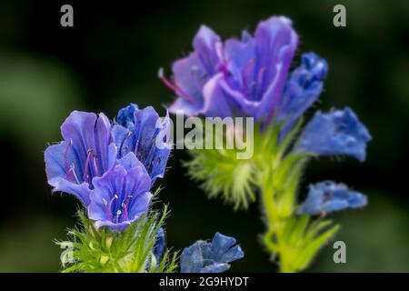 Viper's bugloss / blueweed (Echium vulgare) in fiore in estate Foto Stock