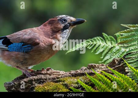 Fieno eurasiatico / fieno europeo (Garrulus glandarius / Corvus glandarius) arroccato su tronco di albero con felci in foresta Foto Stock