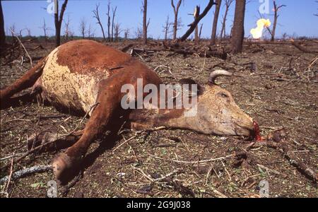 Brenham Texas USA, aprile 71992: Una mucca morta si trova tra le macerie dopo un'esplosione di un gasdotto naturale livellò un'area rurale al di fuori del Brenham. L'esplosione ha ucciso una persona e diversi bovini, e ha ferito un punteggio di persone. ©Bob Daemmrich Foto Stock