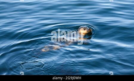 Una foca del porto prendetevi un momento per guardare intorno mentre naviga lungo il lungomare di Seattle in Elliott Bay Foto Stock