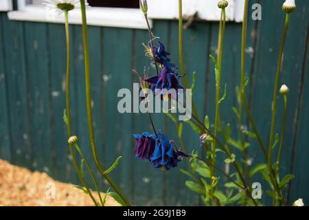 Closeup di colonne comuni blu (Aquilegia vulgaris) che crescono con margherite vicino ad una vecchia casa verde Foto Stock