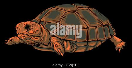 Vettore cartoon su sfondo nero tartaruga. Vettore Illustrazione Vettoriale